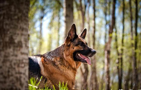 德國牧羊犬口吐白沫的原因及處理方法