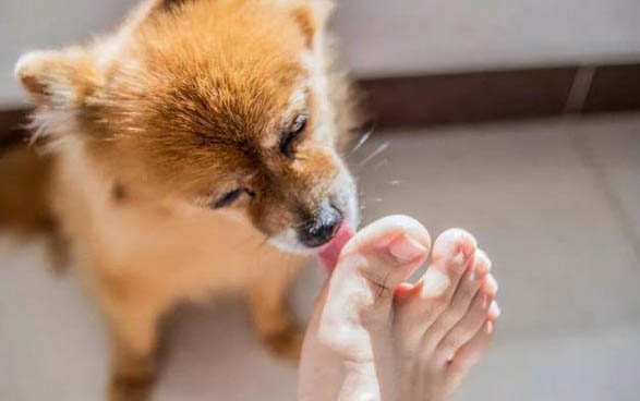 狗狗癲癇癥狀有哪些?