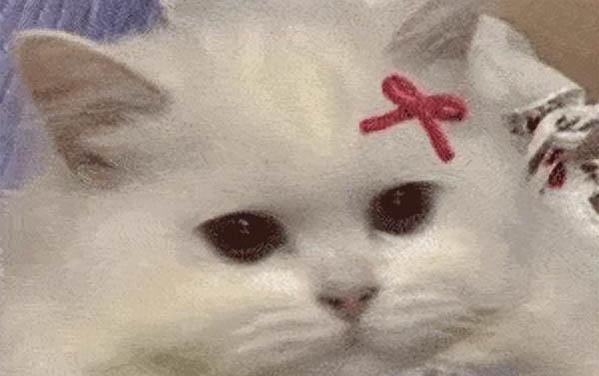 小貓胰腺炎可以喝羊奶嗎