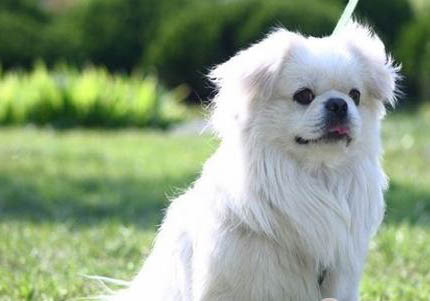 西藏獵犬真菌感染的原因及處理方法