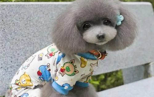 狗每天早上吐黃水