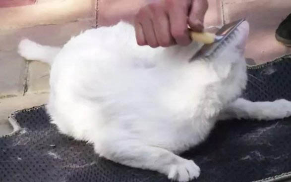 貓咪口臭怎么處理?