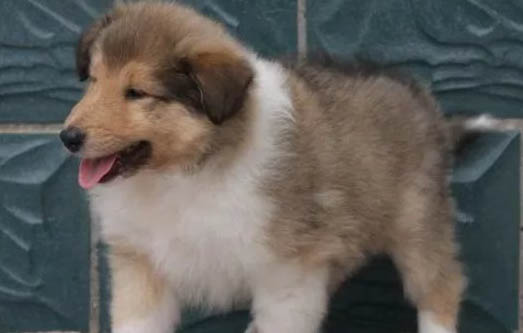 蘇格蘭牧羊犬的隨行訓(xùn)練