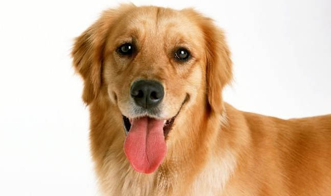 金毛犬是什么品種?