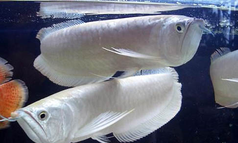 銀龍魚(yú)如何分公母?銀龍魚(yú)怎么區(qū)分公母