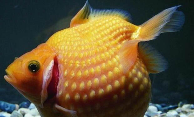 立春溫差大如何釣魚