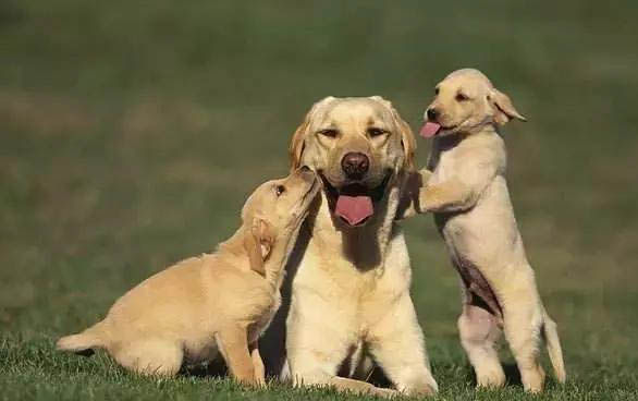 犬瘟細小多久發作