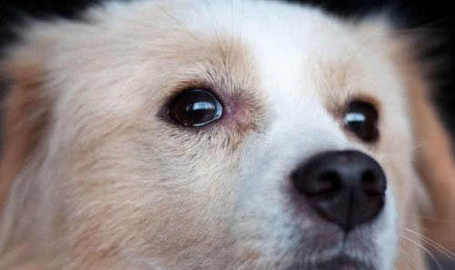 狗狗消炎藥有哪些