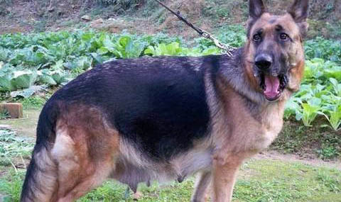 德國牧羊犬多大立耳?