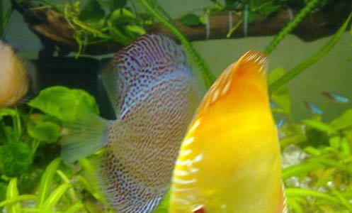 怎么讓養(yǎng)魚(yú)的水變清澈