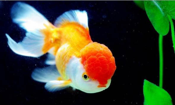為什么魚會長白毛