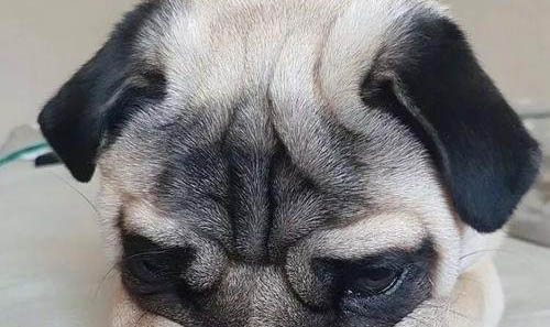 狗狗被蜱蟲咬后的癥狀有哪些？
