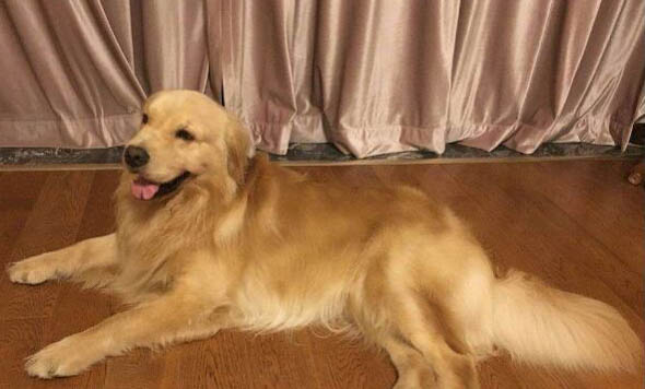 壽命長的狗狗是什么品種?