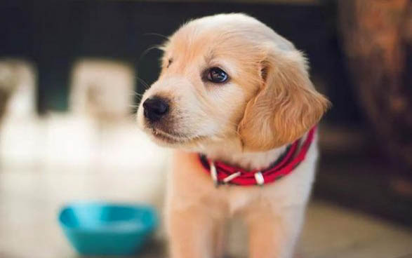 棉花面紗犬哪里有賣
