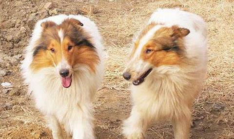一個月的喜樂蒂牧羊犬可以洗澡嗎