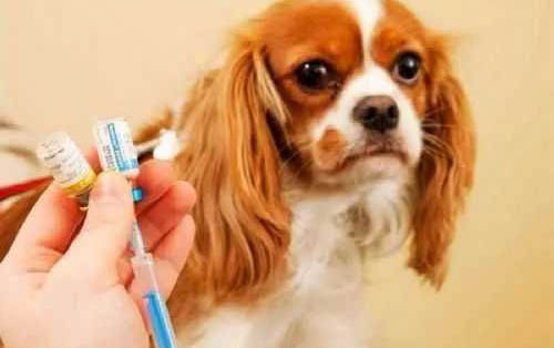 犬瘟停針多久后可以測試抗體