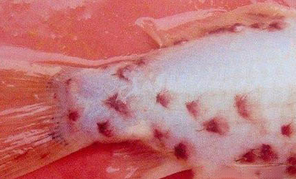 觀賞魚氣泡病的病因分析