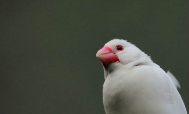 只白色文鳥可以嗎?