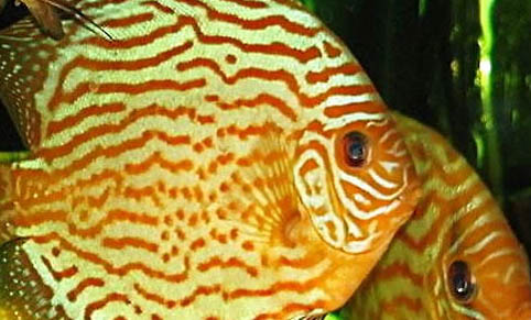 七彩神仙魚壽命多少年