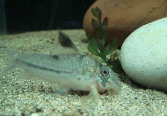 冬天金魚是不是需要加熱?