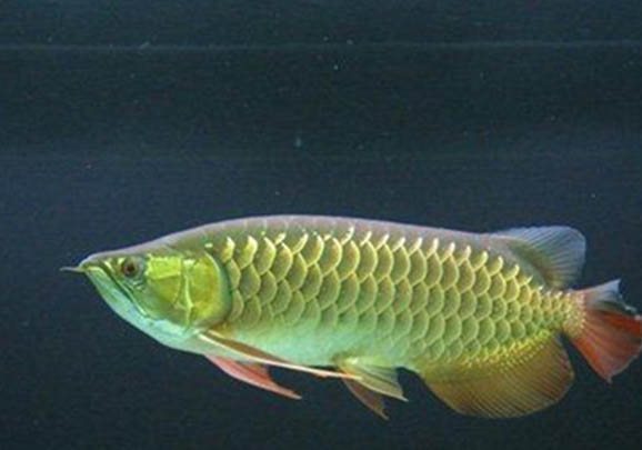 龍魚掉眼是什么原因