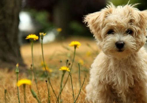 泰迪犬和貴賓有什么區別