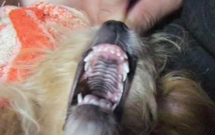 狗狗吐狗糧,需要禁食嗎