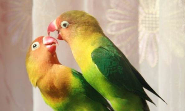 玄鳳鸚鵡飼養注意事項