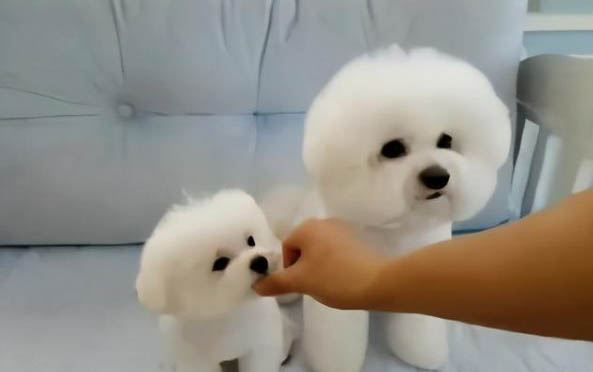 狗狗可不可以喝酸奶