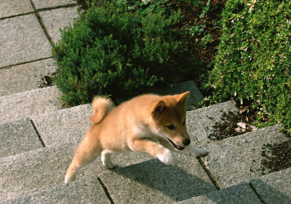 豆柴犬和柴犬哪個貴
