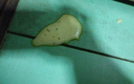 狗狗打疫苗多少錢