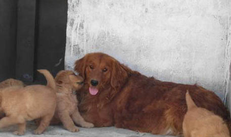 金毛幼犬吃什么可以補鈣