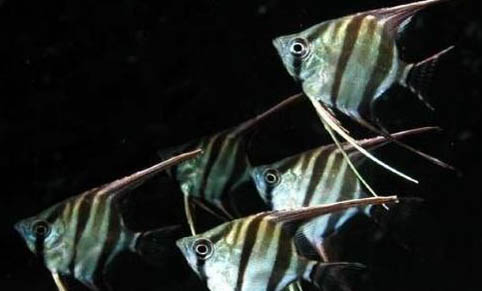 斑馬魚不打氧能活多久