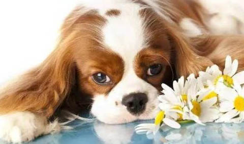 伊比贊獵犬拉稀帶血是什么原因