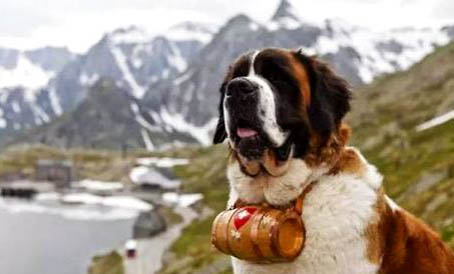 圣伯納犬缺點