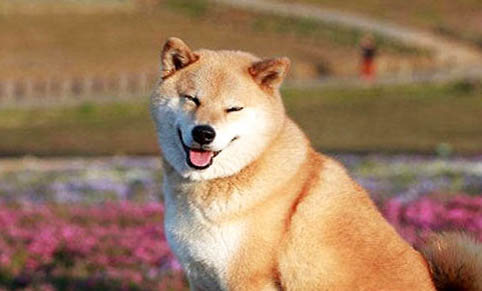 柴犬和哈士奇哪個好