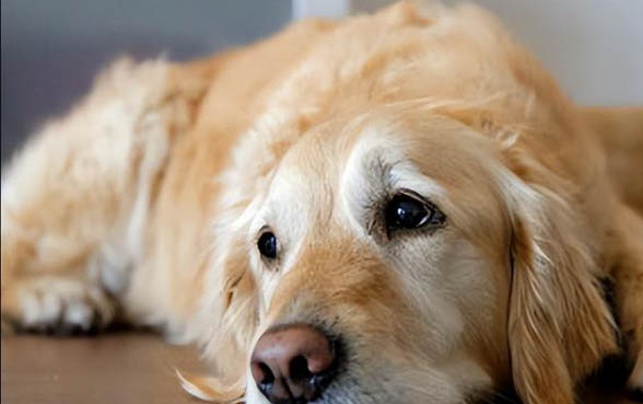 哪里有賣金毛犬