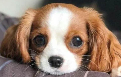 大型寵物犬有哪些品種