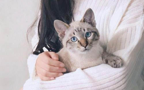 如何抱貓咪