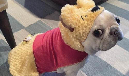 斗牛犬懷孕多久生產