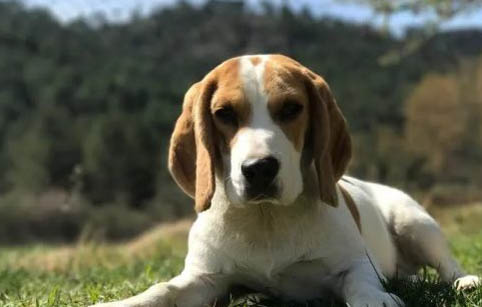 比格犬多少歲不能打疫苗了