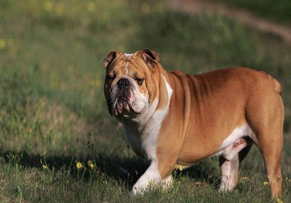 法國斗牛犬和英國斗牛犬哪個好
