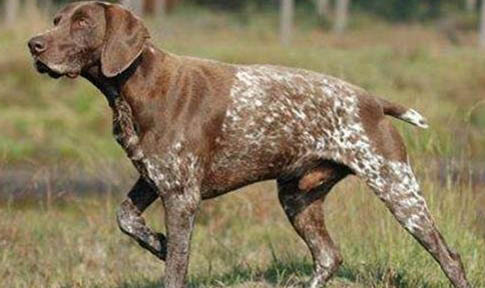波音達(dá)獵犬脾臟大的原因