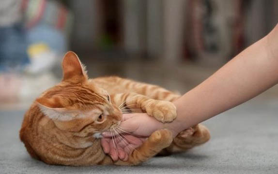 母貓拆線后多久可以取圈