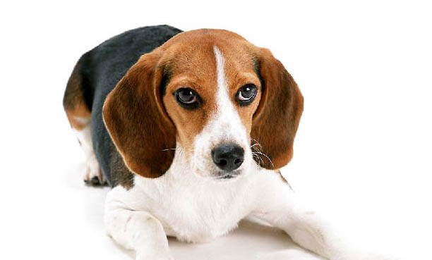 比格犬可以吃雞蛋
