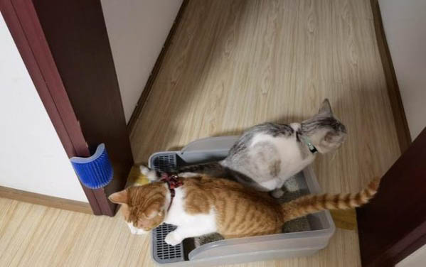 小貓突然不吃貓糧了