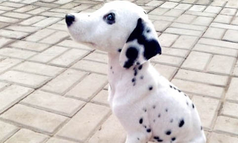 為什么狗狗撲人