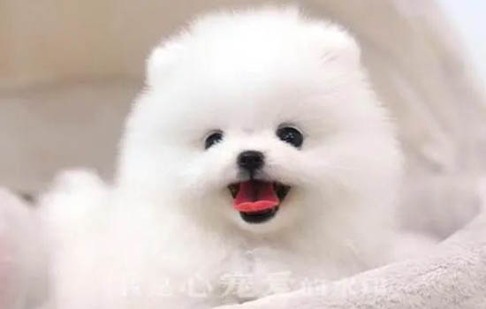 茶杯狗的原因
