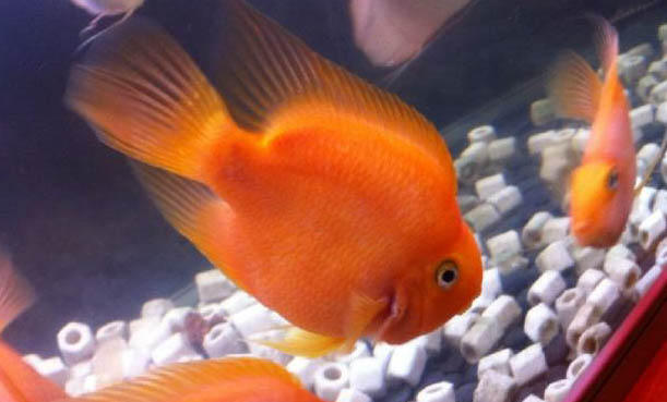 怎么防止鸚鵡魚跳缸