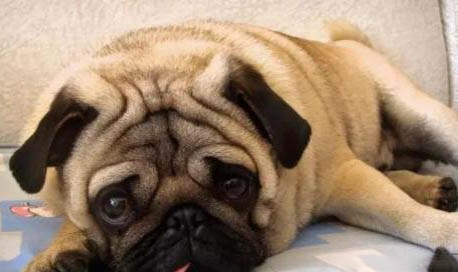 養巴哥犬就真的不叫嗎